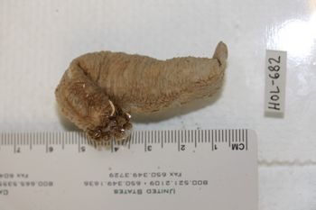 Media type: image;   Invertebrate Zoology HOL-682 Description: Preserved specimen.;